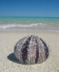 "Sea Gift" from Ningaloo Reef by Penny Murphy 